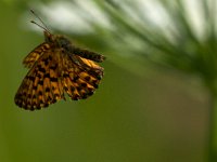 maudoc.com • Boloria titania •  IMG_1655 copia.jpg   Boloria titania